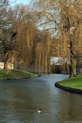 Typical Cambridge Beauty