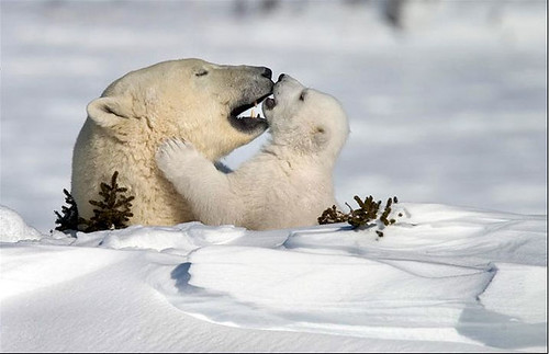 Polar Mothere & Cub.jpg