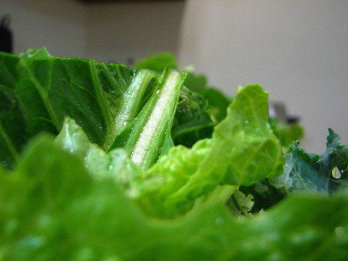 lettuce closeup