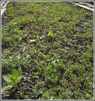broadbeans in green manure copy