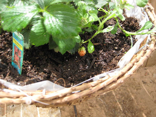 Strawberry Plants Growing in the Garden