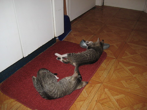 kitties on the rug