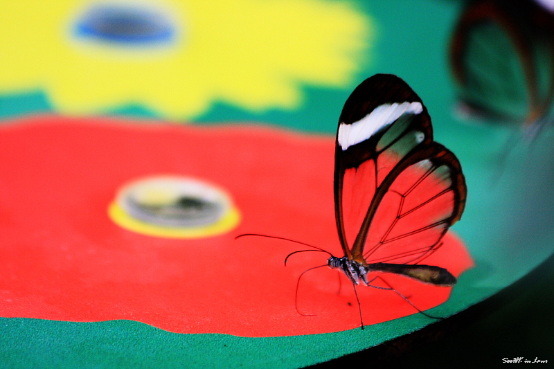 Butterfly  @ London Zoo