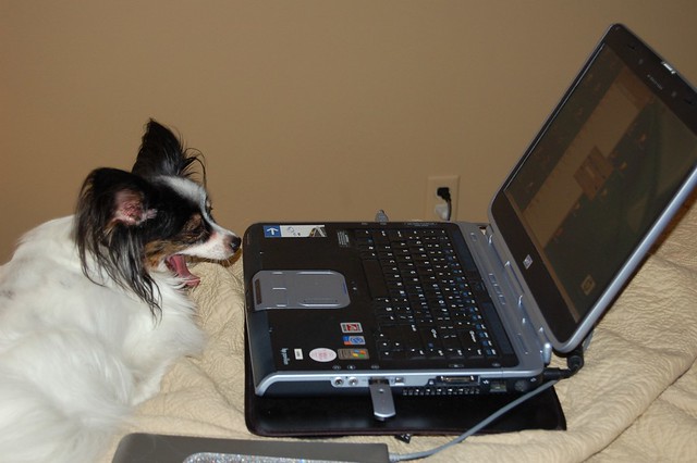 dog using a computer laptop