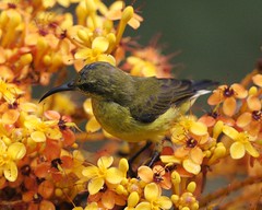 Olive-backed Sunbird (Cinnyris jugularis)  female