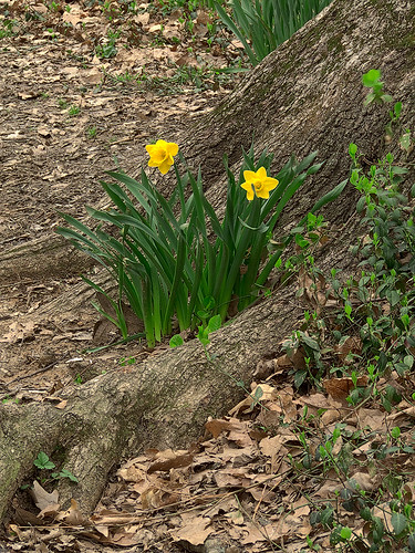 Blackburn Park, in Webster Groves, Missouri, USA - flowers 1