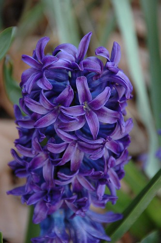 Heirloom Hyacinth 'King of the Blues'