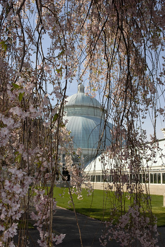 Cherry Blossom and Conservatory Dome