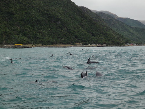 Dolphins @ Kaikoura