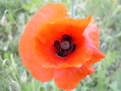the month of poppies