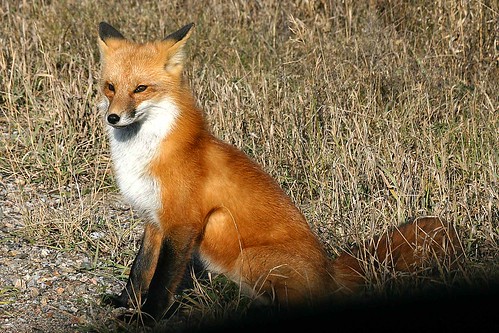 red fox sitting. Red-fox-sitting. Obviously bored with us, waiting to resume basking.