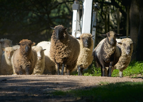 Estancia Dos Lunas: Sheep