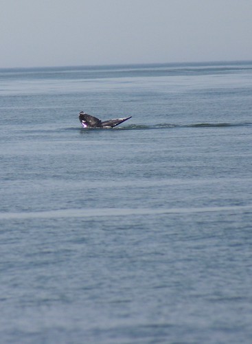 grey whale tail 3