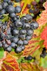 Autumn harvest in an English vineyard