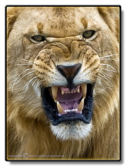 African Lion - Panthera Leo - Afrikanskt Lejon by Rαtαtosk