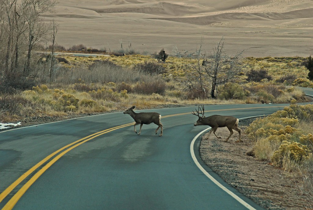 Why did the buck cross the road?