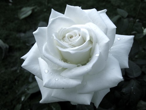 White Rose by iHeartDimSum