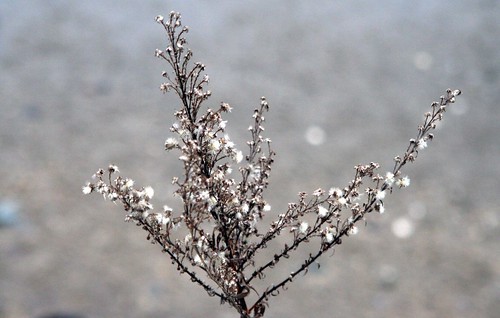 Fuzzy Winter Weed