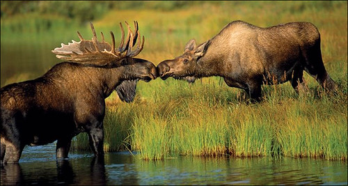 Moose Couple.jpg