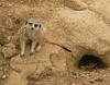 Meerkat  - Tulsa Zoo
