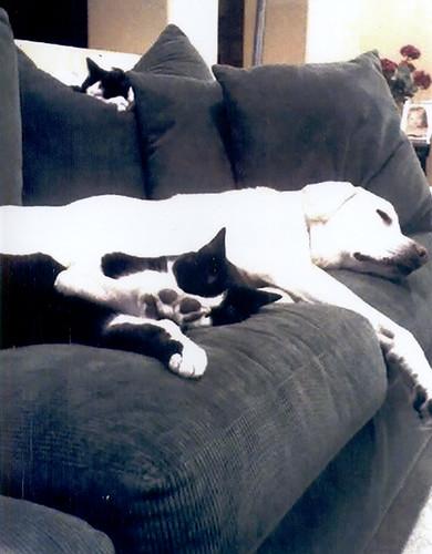 Puppy and kitties on the sofa