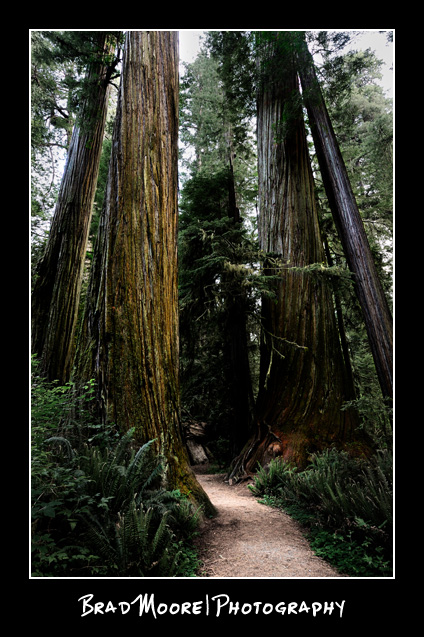 Redwoods_Trail