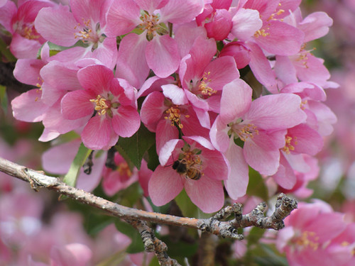 Bee in the crabapple blossoms