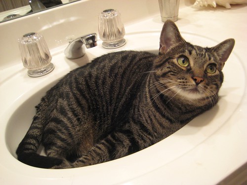 lucy in the sink with pretty eyes