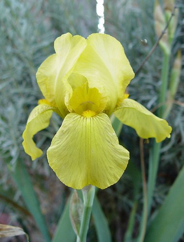 Yellow Iris2