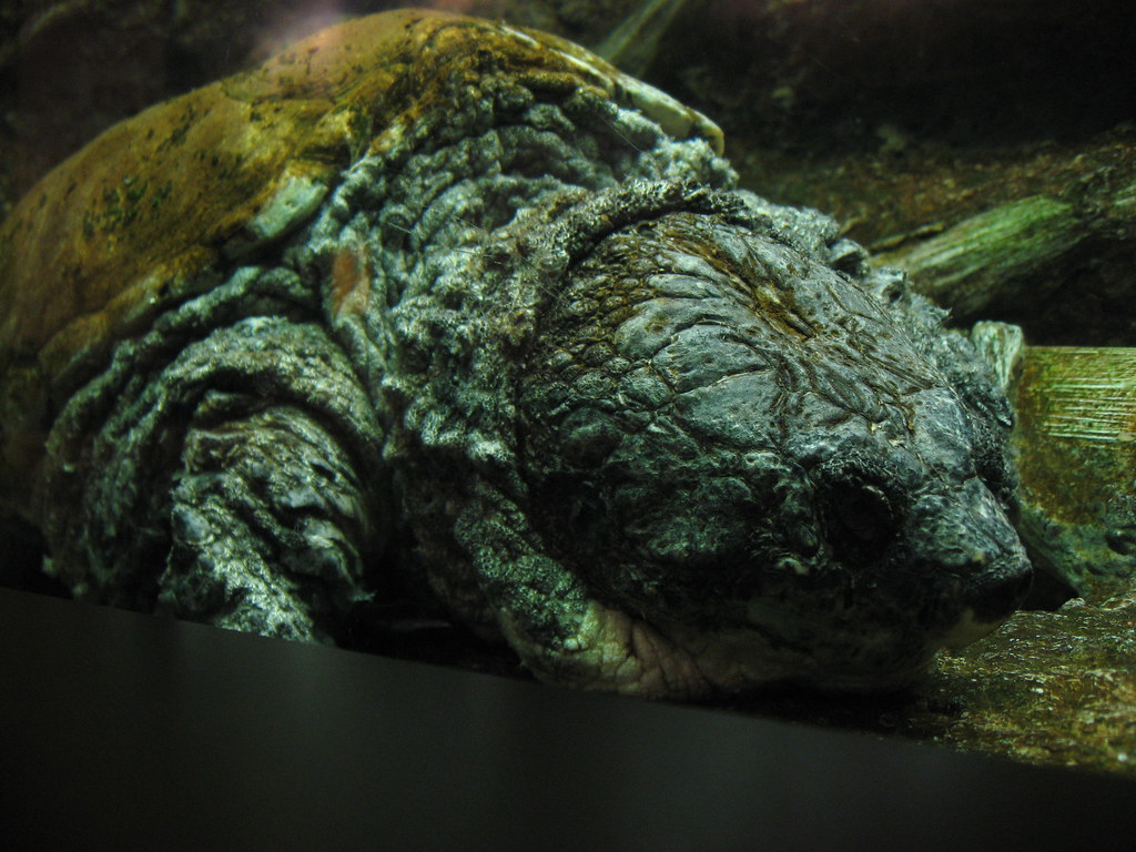 VA Aquarium - Old Turtle