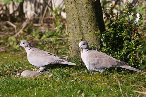 Collared Doves