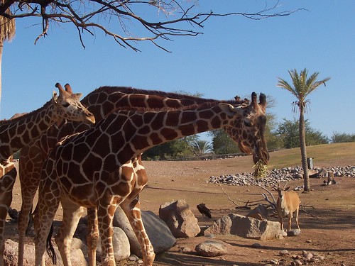 Giraffes @ Phoenix Zoo 2