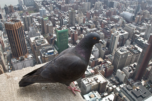 city birds eye
