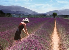 picking-lavenderDMH01