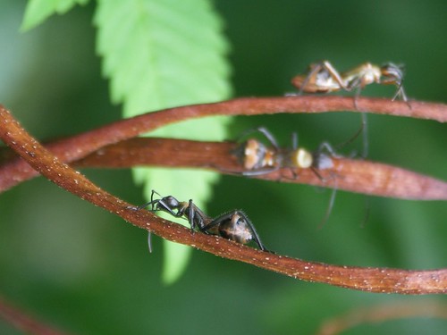 Three Ants