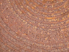 rusty manhole cover 2