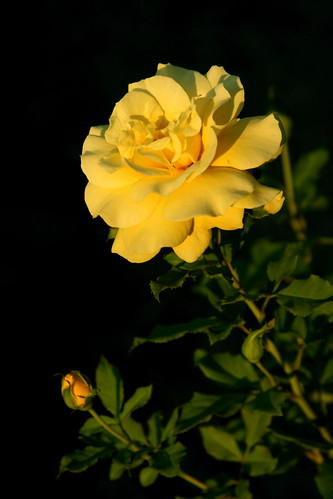 the yellow rose of ... california