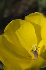 Tulip, Yoyogi Park