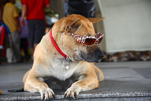 Funny dog with sunglasses