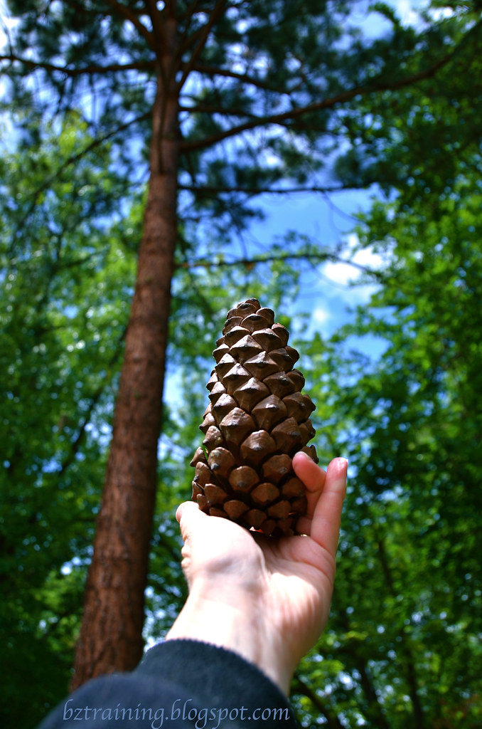 Pine Cone to Tree