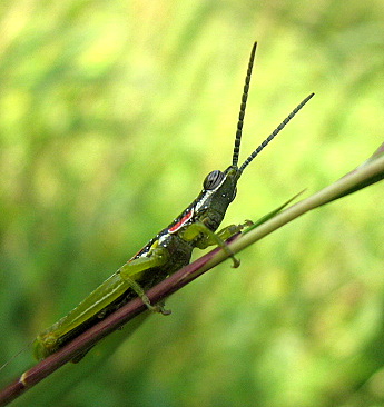 painted grasshopper 141007