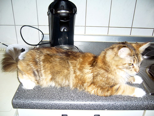 Katze Luna besetzt die Küchenarbeitsplatte