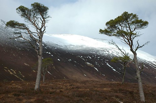 Derry Cairngorm from the Pine wood in Glen Derry
