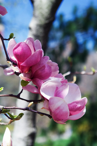 107/365 Pink Magnolias