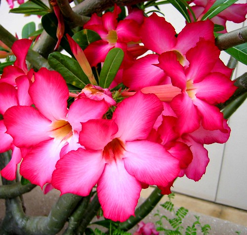 pink flowers pictures. hot pink flowers