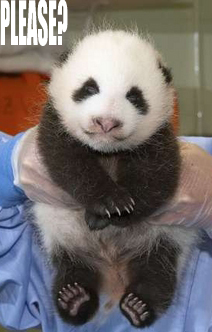 Panda Please