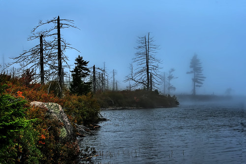 Mosquito lake in the fog
