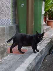 Black cat @ Ann Siang Hill