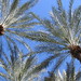 palm trees in Phoenix by sipper5@sbcglobal.net
