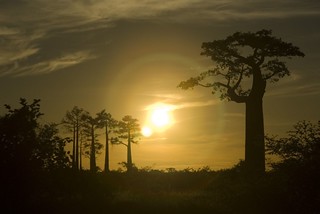 Sunset Baobab